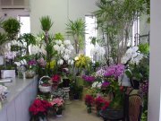 「フラワー＆グリーン　やすえ」　（石川県金沢市）の花屋店舗写真2